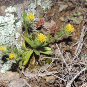 Triptilodiscus pygmaeus at Tennent, ACT - 10 Sep 2014