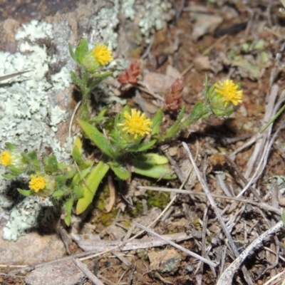 Triptilodiscus pygmaeus (Annual Daisy) at Tennent, ACT - 10 Sep 2014 by MichaelBedingfield