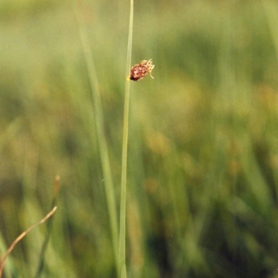 Schoenoplectus pungens (Common Three-Square) at Gordon, ACT - 2 Apr 2007 by michaelb