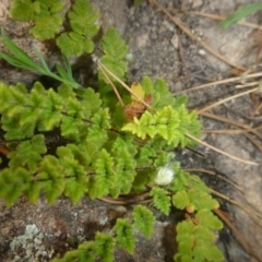 Cheilanthes distans (Bristly Cloak Fern) at Tuggeranong Pines - 7 Sep 2014 by MichaelMulvaney