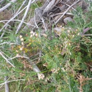 Senecio bathurstianus at Tralee, NSW - 8 Sep 2014