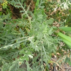 Senecio bathurstianus at Tralee, NSW - 8 Sep 2014 12:00 AM