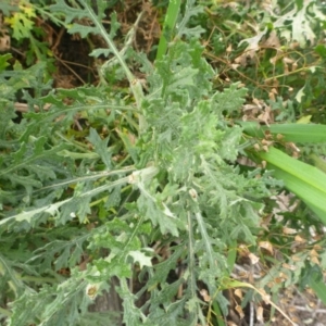 Senecio bathurstianus at Tralee, NSW - 8 Sep 2014 12:00 AM