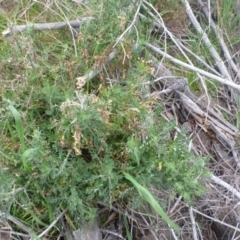 Senecio bathurstianus at Tralee, NSW - 8 Sep 2014