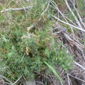 Senecio bathurstianus at Tralee, NSW - 8 Sep 2014 12:00 AM