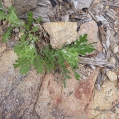 Senecio bathurstianus (Rough Fireweed) at Melrose - 7 Sep 2014 by MichaelMulvaney