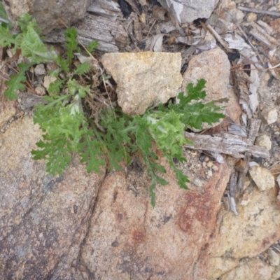 Senecio bathurstianus (Rough Fireweed) at Old Tuggeranong TSR - 7 Sep 2014 by MichaelMulvaney