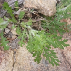 Senecio bathurstianus at Old Tuggeranong TSR - 8 Sep 2014 12:00 AM