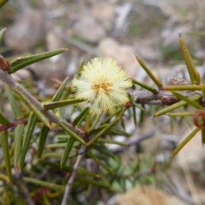 Acacia ulicifolia at Old Tuggeranong TSR - 8 Sep 2014