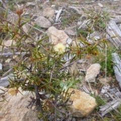 Acacia ulicifolia at Old Tuggeranong TSR - 8 Sep 2014