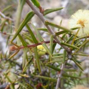 Acacia ulicifolia at Old Tuggeranong TSR - 8 Sep 2014