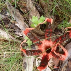 Clathrus archeri (Seastar Stinkhorn) at Rendezvous Creek, ACT - 17 Dec 2011 by jeremyahagan