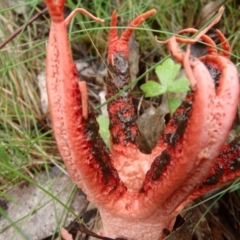 Clathrus archeri at Rendezvous Creek, ACT - suppressed