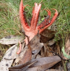 Clathrus archeri at Rendezvous Creek, ACT - suppressed