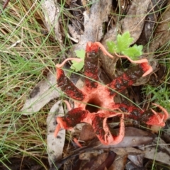 Clathrus archeri at Rendezvous Creek, ACT - suppressed