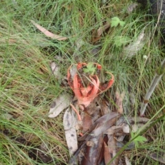 Clathrus archeri at Rendezvous Creek, ACT - suppressed