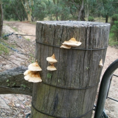 Truncospora ochroleuca at Rob Roy Range - 19 Mar 2011 by jeremyahagan