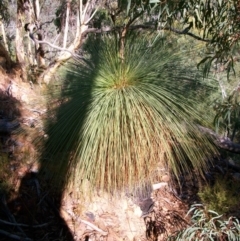 Xanthorrhoea glauca subsp. angustifolia (Grey Grass-tree) at Cotter River, ACT - 13 Mar 2011 by jeremyahagan