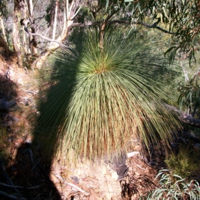 Xanthorrhoea glauca subsp. angustifolia (Grey Grass-tree) at Cotter River, ACT - 13 Mar 2011 by jeremyahagan