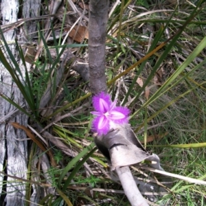 Thysanotus patersonii at Mount Clear, ACT - 26 Feb 2011