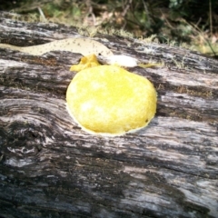 Fuligo septica (Scrambled egg slime) at Mount Clear, ACT - 25 Feb 2011 by jeremyahagan