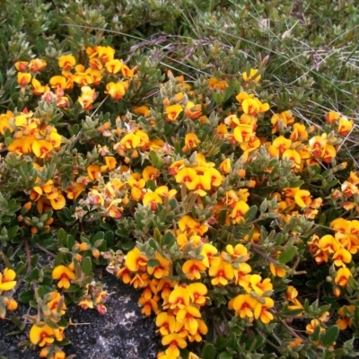 Podolobium alpestre (Shaggy Alpine Pea) at Bimberi, NSW - 9 Dec 2012 by jeremyahagan