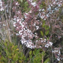 Leucopogon attenuatus (Small-leaved Beard Heath) at Cotter River, ACT - 28 Jul 2012 by jeremyahagan