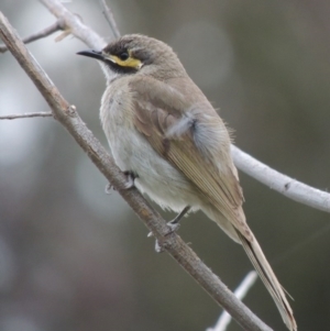 Caligavis chrysops at Gordon, ACT - 6 Dec 2015 08:19 PM
