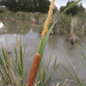 Typha domingensis at Gordon, ACT - 6 Dec 2015 06:58 PM