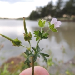 Geranium retrorsum (Grassland Cranesbill) at Gordon, ACT - 6 Dec 2015 by michaelb