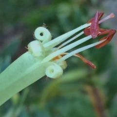 Styphelia triflora (Five-corners) at Wandiyali-Environa Conservation Area - 9 Jan 2016 by Wandiyali