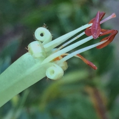 Styphelia triflora (Five-corners) at Wandiyali-Environa Conservation Area - 9 Jan 2016 by Wandiyali