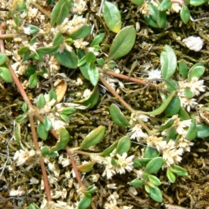 Alternanthera sp. A Flora of NSW (M. Gray 5187) J. Palmer at Farrer Ridge - 6 Jan 2016