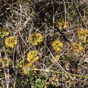 Drosera sp. at Gungahlin, ACT - 7 Sep 2014