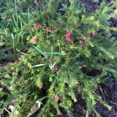 Grevillea rosmarinifolia subsp. rosmarinifolia at Watson, ACT - 10 Sep 2014