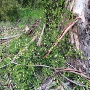 Clematis leptophylla at Watson, ACT - 12 Sep 2014 08:28 AM