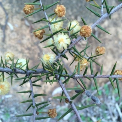 Acacia ulicifolia (Prickly Moses) at Majura, ACT - 12 Sep 2014 by AaronClausen