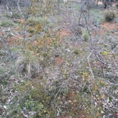 Acacia ulicifolia at Majura, ACT - 12 Sep 2014 08:16 AM