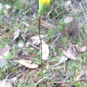 Microseris walteri at Majura, ACT - 12 Sep 2014