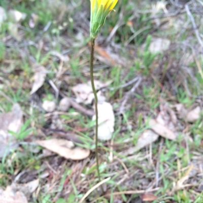 Microseris walteri (Yam Daisy, Murnong) at Majura, ACT - 12 Sep 2014 by AaronClausen