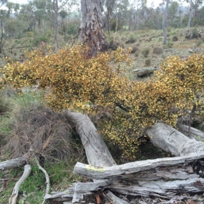 Acacia ulicifolia at Mount Majura - 12 Sep 2014 by AaronClausen