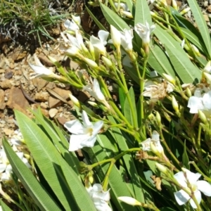 Nerium oleander at Aranda, ACT - 10 Jan 2016