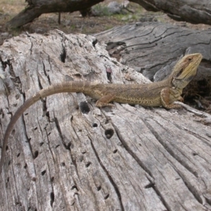 Pogona barbata at Hackett, ACT - 9 Jan 2016