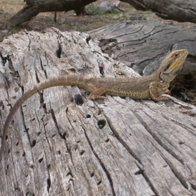 Pogona barbata (Eastern Bearded Dragon) at Hackett, ACT - 8 Jan 2016 by waltraud