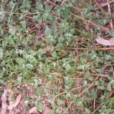 Einadia hastata (Berry Saltbush) at Hackett, ACT - 9 Jan 2016 by waltraud