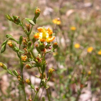 Hypericum gramineum (Small St Johns Wort) at Hackett, ACT - 9 Jan 2016 by waltraud