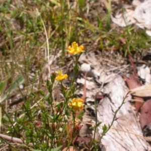 Hypericum gramineum at Hackett, ACT - 10 Jan 2016