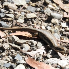 Eulamprus heatwolei (Yellow-bellied Water Skink) at Mongarlowe River - 9 Jan 2016 by ArcherCallaway