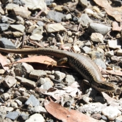 Eulamprus heatwolei (Yellow-bellied Water Skink) at Mongarlowe River - 8 Jan 2016 by ArcherCallaway