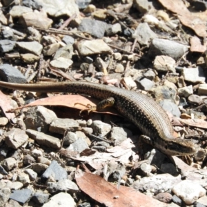 Eulamprus heatwolei at Monga, NSW - 9 Jan 2016 10:01 AM